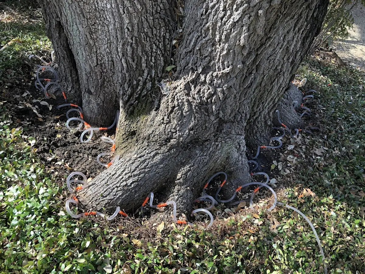 Detailed Tree Cabling and Bracing job site in Pittsburg