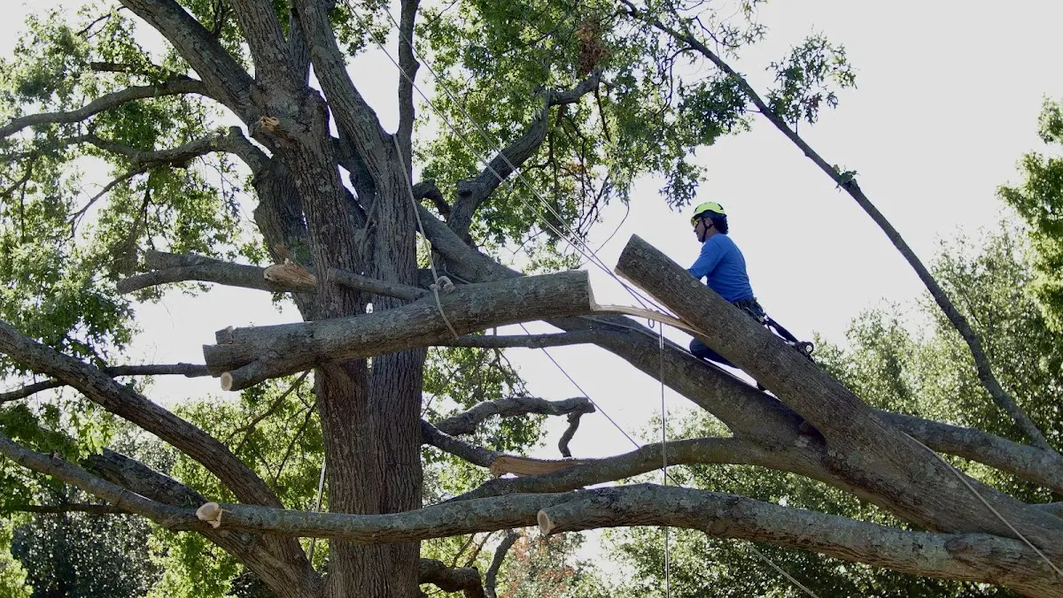 Professional Crown Thinning performed by certified arborists in Pittsburg